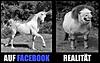 Klicke auf die Grafik für eine größere Ansicht 

Name:	Facebook-Realität.JPG 
Hits:	1 
Größe:	28,7 KB 
ID:	31512