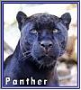 Avatar von Panther