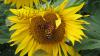 Wilfrieds Enigma2 Bootlogos Dreambox Blumen